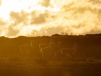 Guanacoshiluetten im Gegenlicht