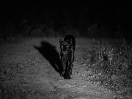 ???????????????????????????????????????????????? Mono black leopard approaches camera in darkness