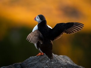 Papageitaucher breitet seine Flügel aus