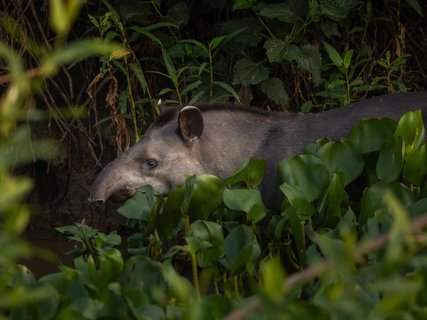 Tapir