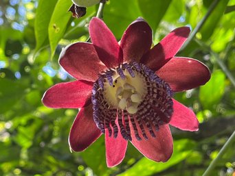 Passion Fruit Blüte in einem kleinen Ort i Kolumbien - Sicherheit