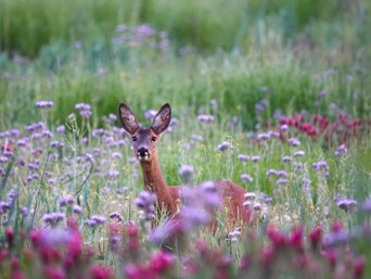 Reh in einer Blumenwiese