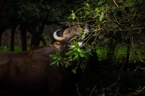 Indien Safari