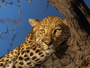 Leopard auf einem Baum