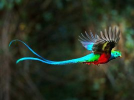Quetzalmännchen im Flug
