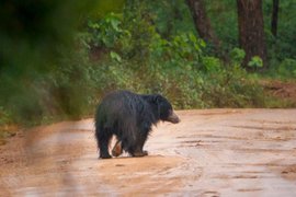 Sri Lnaka Bär im Wasser - Sri Lanka Beste reisezeit