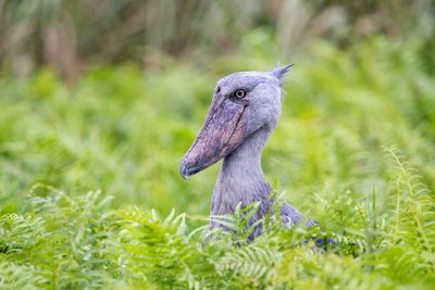 Ein Schuhschnabel in den Sümpfen Ugandas
