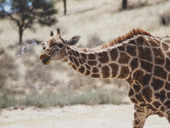 Giraffe am Wasserloch