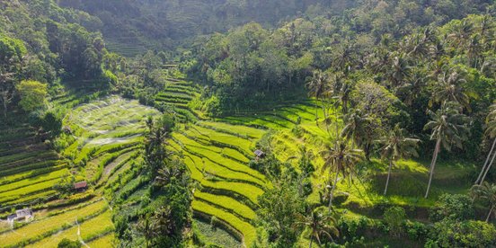 Reisfelder in Indonesien - Rundreise Individual