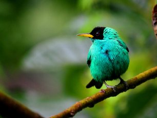 Kappennaschvogel auf einem Ast in Costa Rica