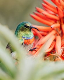 Kapnektarvogel in einer roten Blüte