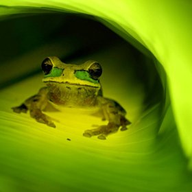 Maskierter Laubfrosch unter einem grünen Blatt