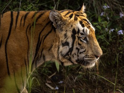tiger im profil