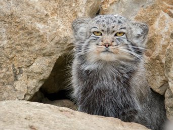 Pallaskatze zwischen Felsen - Mongolei