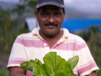 Gärtner erntet einen Salat im La Tigra Rainforest Lodge Permakulturgarten