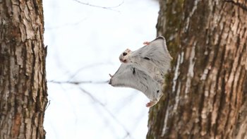 Ein Gleithörnchen gleitet von Baum zu Baum