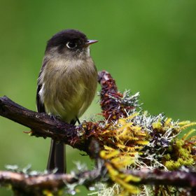 Kapzuentyrann - Vögel in Costa Rica