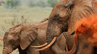 Kenia 