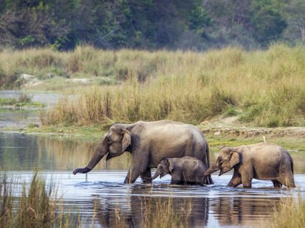 ????????????????????????????????????????????? Asian Elephant in Bardia national park, Nepal