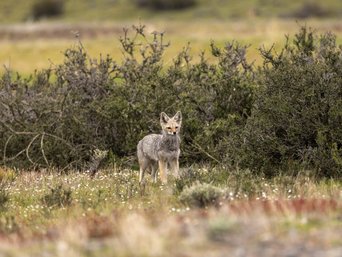 Graufuchs steht im Gras