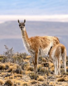 Weibliches Guanako, das in die Kamera schaut, füttert ihre Jungen mit einem Berg im Hintergrund 