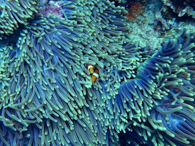 Clownfische in Koralle - Guadeloupe & Dominica Highlights