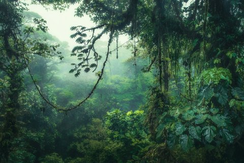 fotoreise costa rica - Nebelwald mit Liane