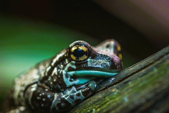 Baumhöhlenkröten-Laubfrosch auf einem Ast