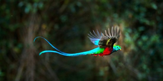 Quetzalmännchen im Flug
