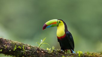 Tukan auf Ast - Costa Rica Gruppenreise
