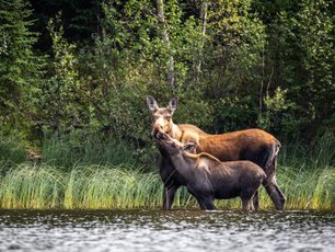 Elchmutter mit ihrem Jungen in einem Fluss