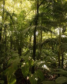 Tropischer Regenwald - Panama Rundreise