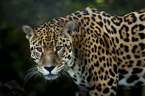 Manu Nationalpark - Jaguar schaut in die Kamera