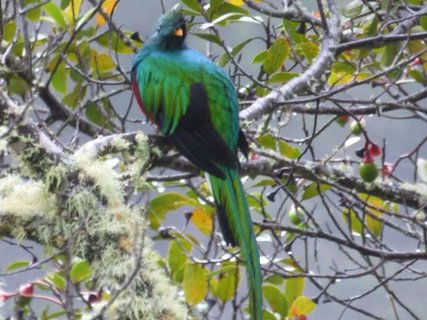 Costa Rica 21 Tage - Quetzal sitzt auf Ast