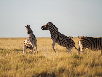 Beste Reisezeit Namibia