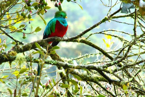 quetzal vogel