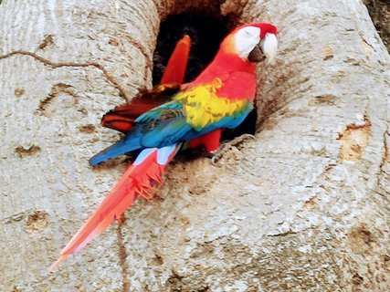 Hellrote Aras Kleingruppenreise Costa Rica