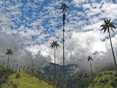 Wachspalmen im Tal - Kolumbien Highlights