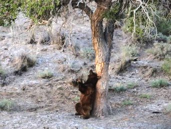 Gobi Bär Mongolei Mazaalei am Baum