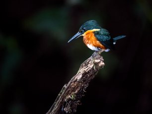 Eisvogel auf einem Ast