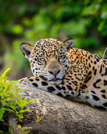 Jaguar auf einem Ast im Pantanal