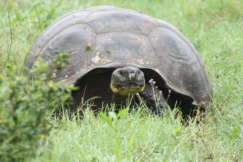 Ecuador Gruppenreise - Riesenschildkröte im Gras