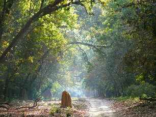 Termitenhügel im Jim Corbett Nationalpark