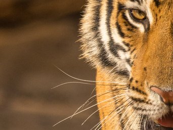 Blick eines majestätischen Tigers direkt in die Kamera