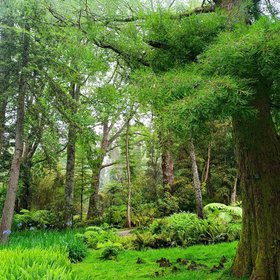Grüne, saftige Natur auf den Azoren