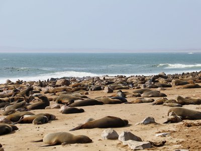 Robben-Kolonie am Strand - Namibia Highlights