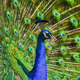 Pfau mit aufgeschlagenem Rad