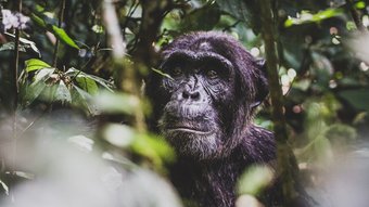 Schimpanse im dichten Dschungel Ugandas