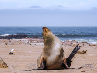 Seelöwe am Strand von namibia streckt sich