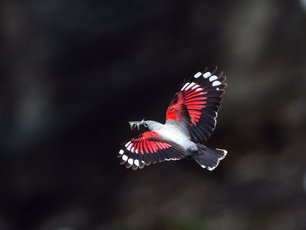 Mauerläufer im Flug